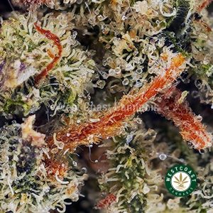 Buy El Chapo AAAA (Popcorn Nugs) wc cannabis weed dispensary & online pot shop