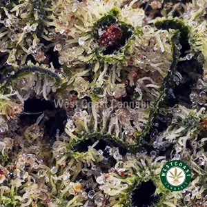 Buy Lemon Citrique AAAA (Popcorn Nugs) wc cannabis weed dispensary & online pot shop