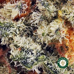 Buy Gelato Biscuit AAAA (Popcorn Nugs) wc cannabis weed dispensary & online pot shop