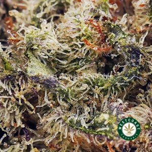 Buy GMO Cookies AAAA (Popcorn Nugs) wc cannabis weed dispensary & online pot shop