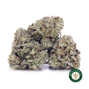 Buy Dolato AAAA (Popcorn Nugs) wc cannabis weed dispensary & online pot shop
