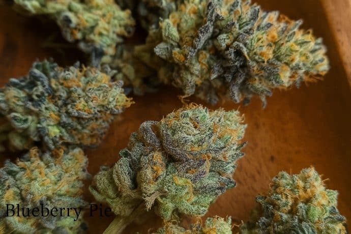 blueberry pie cannabis
