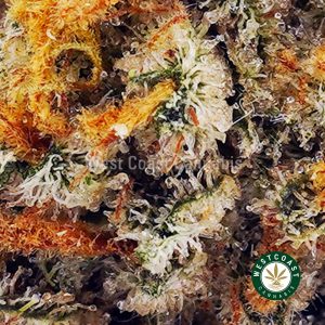 Buy Astro Cookies AAA wc cannabis weed dispensary & online pot shop