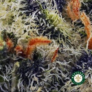 Buy Monster Glue AAAA wc cannabis weed dispensary & online pot shop