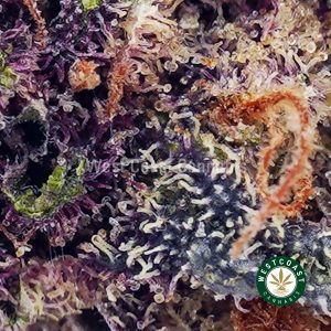 Buy Mendocino Purps AAAA wc cannabis weed dispensary & online pot shop