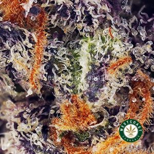 Buy Rockstar Peanut Butter AAA wc cannabis weed dispensary & online pot shop