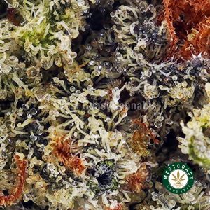 Buy AK-47 AAA wc cannabis weed dispensary & online pot shop