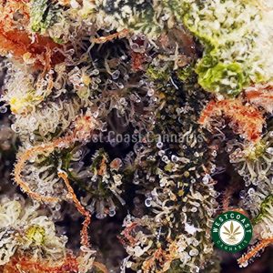 Buy Biscotti Blanco AAAA wc cannabis weed dispensary & online pot shop