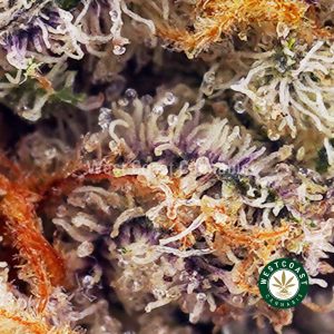 Buy Black Domina AAAA wc cannabis weed dispensary & online pot shop