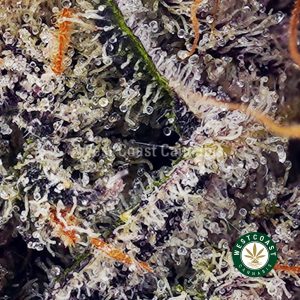 Buy Dante's Inferno AAAA wc cannabis weed dispensary & online pot shop