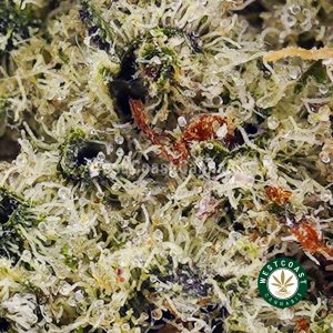 Buy Dragon's Breath AAA wc cannabis weed dispensary & online pot shop