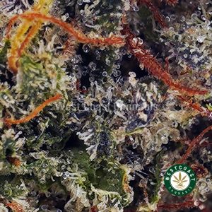 Buy Banana Cream Pop AAAA wc cannabis weed dispensary & online pot shop