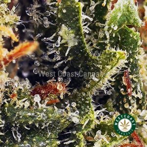 Buy Galactic Death Star AAA wc cannabis weed dispensary & online pot shop