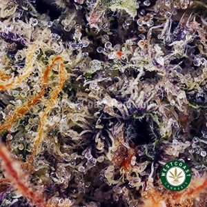 Buy Rainbow Belts AAAA wc cannabis weed dispensary & online pot shop