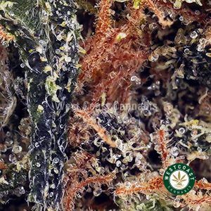 Buy Khalifa Cookies AAA wc cannabis weed dispensary & online pot shop