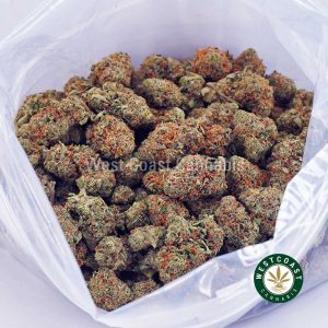 Buy Fortune Cookies AAAA wc cannabis weed dispensary & online pot shop