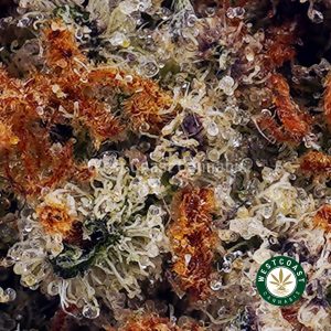 Buy Amnesia Haze AA wc cannabis weed dispensary & online pot shop