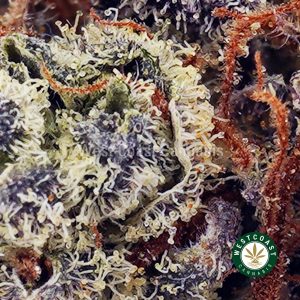 Buy Purple Urkle AAAA wc cannabis weed dispensary & online pot shop