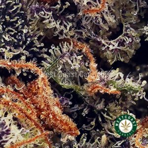 Buy Runtz AAAA wc cannabis weed dispensary & online pot shop