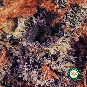 Buy Chocolope AA wc cannabis weed dispensary & online pot shop