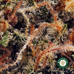 Buy UK Cheese AA wc cannabis weed dispensary & online pot shop