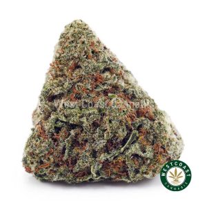 Buy Durban Poison AA wc cannabis weed dispensary & online pot shop