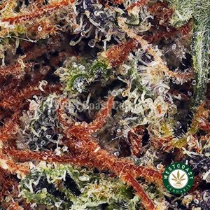 Buy Three Kings AAAA wc cannabis weed dispensary & online pot shop