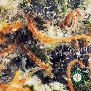 Buy Galactic Gas AAA wc cannabis weed dispensary & online pot shop