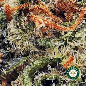 Buy Greasy Pink AAA wc cannabis weed dispensary & online pot shop