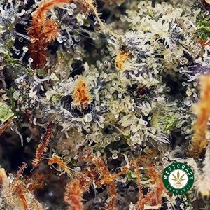 Buy El Jefe AAA wc cannabis weed dispensary & online pot shop