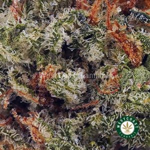 Buy Pineapple Cake AAAA (Popcorn Nugs) wc cannabis weed dispensary & online pot shop