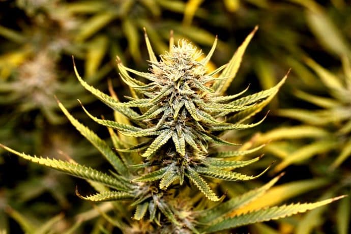 Biscotti Pie cannabis banner