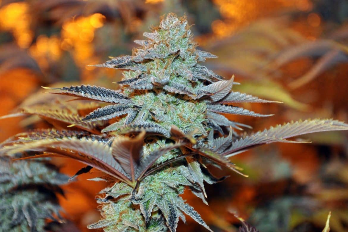 Darth Vader OG cannabis