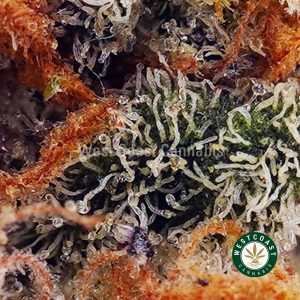 Buy Cookie Crasher AA wc cannabis weed dispensary & online pot shop