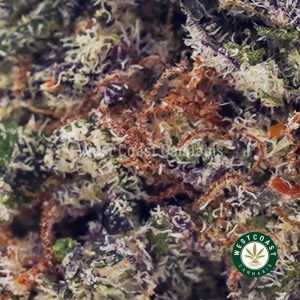 Buy Ghost Train Haze AAA wc cannabis weed dispensary & online pot shop