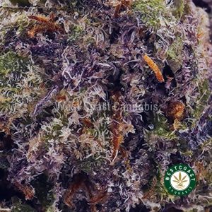 Buy Greasy Runtz AAAA wc cannabis weed dispensary & online pot shop
