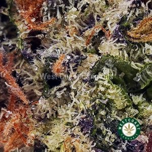 Buy Bacio Gelato AAAA+ wc cannabis weed dispensary & online pot shop