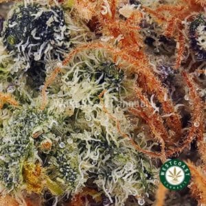 Buy Gorilla Biscuit AAA wc cannabis weed dispensary & online pot shop