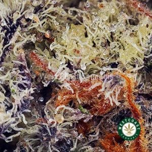 Buy Animal Face AA wc cannabis weed dispensary & online pot shop