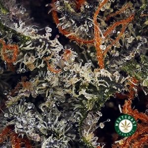Buy Space Runtz wc cannabis weed dispensary & online pot shop