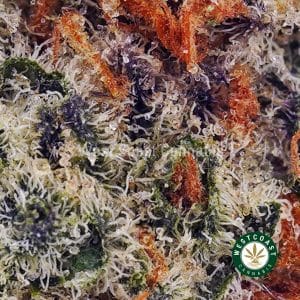 Do Si Do AAAA (Popcorn Nugs)