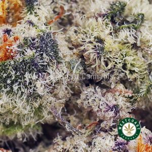 Buy Guava Bomb AAAA (Popcorn Nugs) wc cannabis weed dispensary & online pot shop
