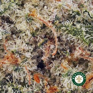 Buy Strawberry Cough AAAA (Popcorn Nugs) wc cannabis weed dispensary & online pot shop