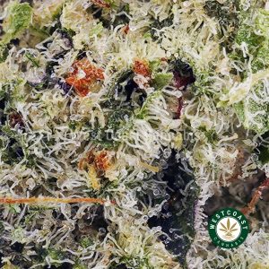 Buy Guava Cake AAAA (Popcorn Nugs) wc cannabis weed dispensary & online pot shop