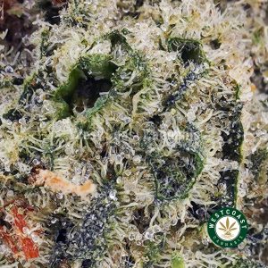 Buy Berry Gelato AAAA (Popcorn Nugs) wc cannabis weed dispensary & online pot shop