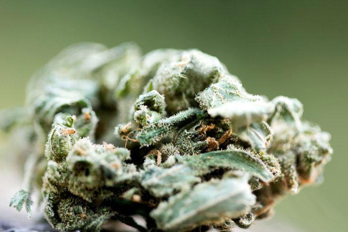 Canadian stoners love White Rhino Kush, a popular 80% indica hybrid. Order this strain today & experience its THC level of over 20%.