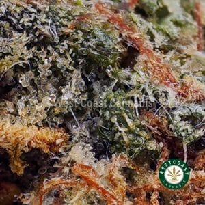 Buy Gelato #33 AAA wc cannabis weed dispensary & online pot shop