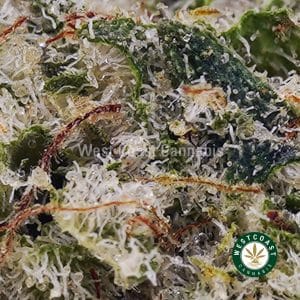 Buy White Rhino AAAA (Popcorn Nugs) wc cannabis weed dispensary & online pot shop Buy White Rhino AAAA (Popcorn Nugs) wc cannabis weed dispensary & online pot shop