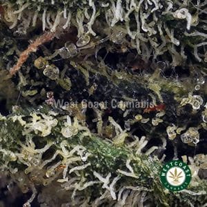 Buy Peaches and Cream AAAA (Popcorn Nugs) wc cannabis weed dispensary & online pot shop Buy Peaches and Cream AAAA (Popcorn Nugs) wc cannabis weed dispensary & online pot shop
