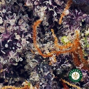 Buy Orange Crush AAAA (Popcorn Nugs) wc cannabis weed dispensary & online pot shop Buy Orange Crush AAAA (Popcorn Nugs) wc cannabis weed dispensary & online pot shop